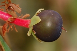 Machilus grijsii