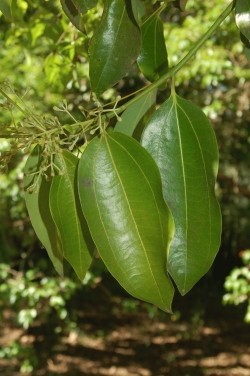 Cinnamomum verum