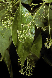 Cinnamomum camphora