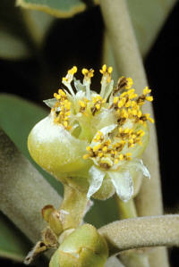 Litsea japonica