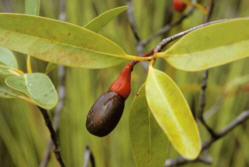 Ocotea esmeraldana