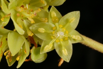 Machilus grijsii