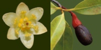 International Lauraceae Working Group