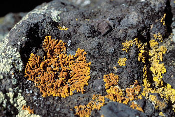 Xanthoria