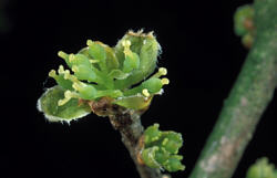 Foresteria neomexicana