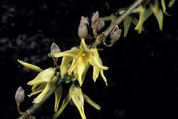 Forsythia giraldiana