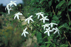 Jasminum azoricum