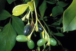 Jasminum odoratissimum