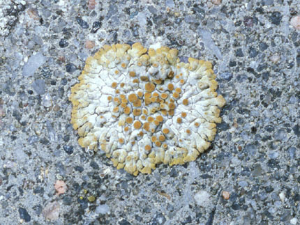 Caloplaca saxicola