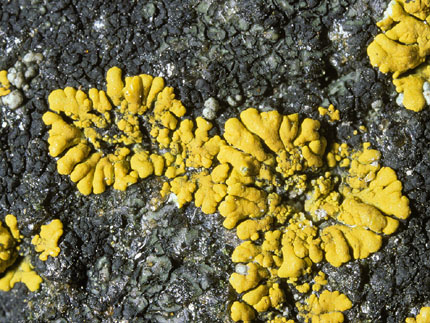 Caloplaca verruculifera, Verrucaria maura