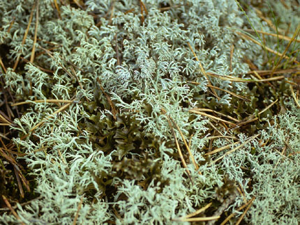Cladonia spp. Cetraria islandica