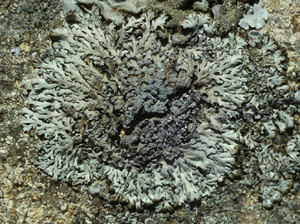 Heterodermia speciosa