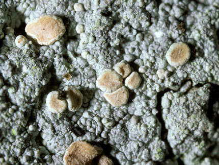 Icmadophila ericetorum