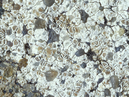 Lecanora albescens