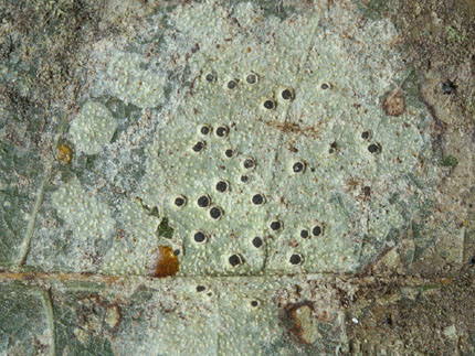 Mazosia melanophthalma