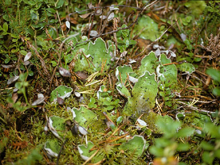 Peltigera leucophlebia
