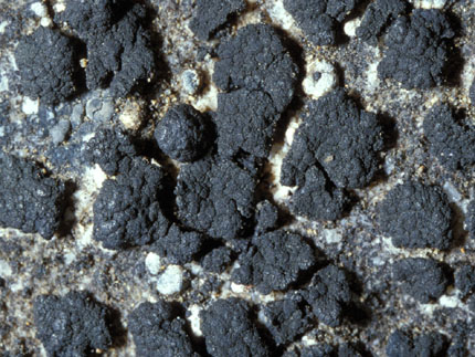 Phyllisciella marionensis