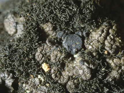 Psorula rufonigra on Spilonema revertens