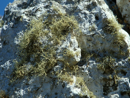 Ramalina dendriscoides