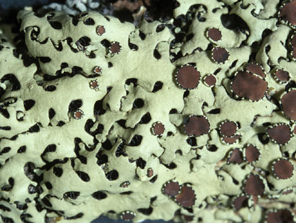 Relicina subabstrusa