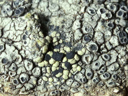 Rhizocarpon viridiatrum on Aspicilia caesiocinerea