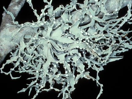 Roccella belangeriana