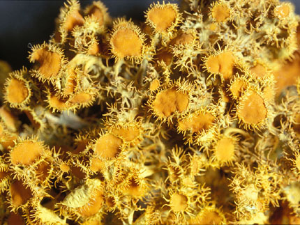 Teloschistes chryophthalmus