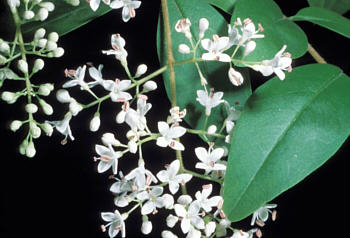 Ligustrum sinense