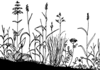 European Dry Grassland Group (EDGG), Bild: Campanula sibrica European Dry Grassland Group (EDGG)