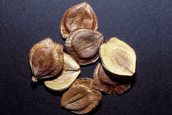 Nyctanthes arbor-tristis