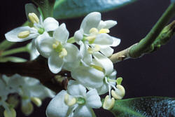 Osmanthus heteropyllus